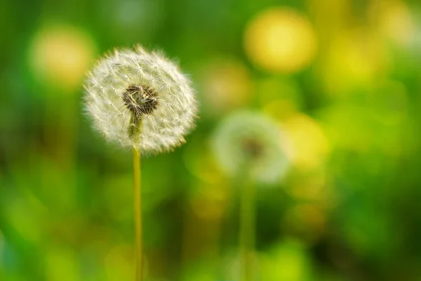 Witte Pluizige Paardebloemen Natuurlijke Groen Wazig Achtergrond — Stockfoto