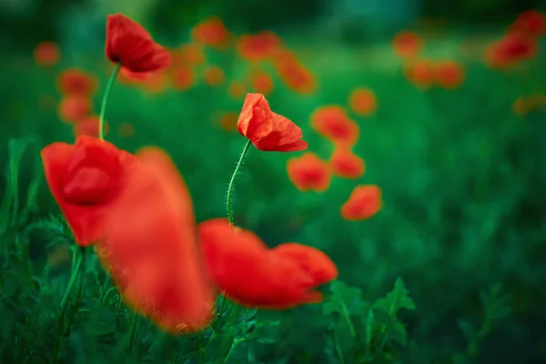 Rote Mohnblumen Blühen Wilden Feld Schöne Rote Feldmohn Mit Selektivem — Stockfoto