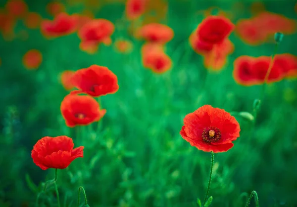 Rote Mohnblumen Blühen Wilden Feld Schöne Rote Feldmohn Mit Selektivem — Stockfoto