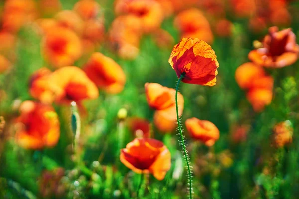 Campo Flores Papoula Vermelha Brilhante Verão Foco Seletivo — Fotografia de Stock