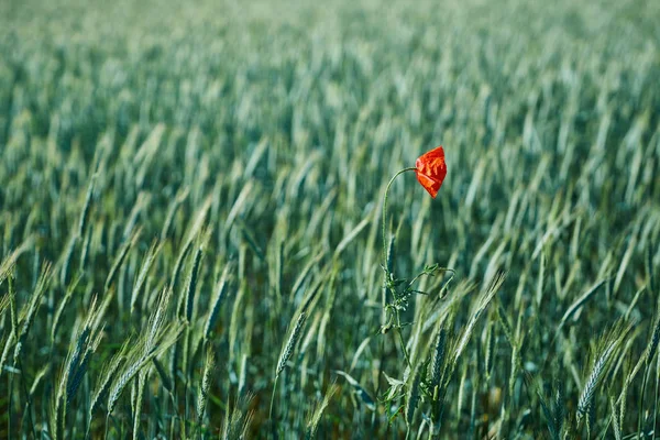 Selectieve Aandacht Poppy Bloem Wild Poppy Bloemen Een Achtergrond Van — Stockfoto