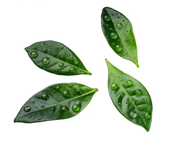 Citrus Zelené Listy Kapkami Izolovaných Bílém Pozadí — Stock fotografie