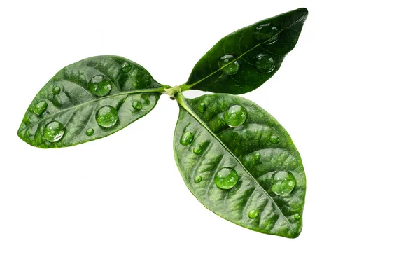 Citrus Zelené Listy Kapkami Izolovaných Bílém Pozadí — Stock fotografie