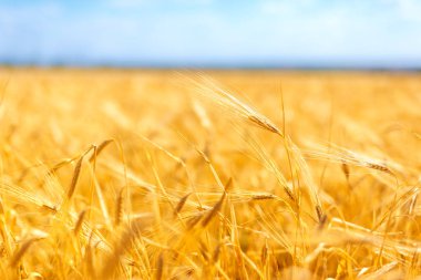 Altın arpa alan ve bulutlar, yaz yatay