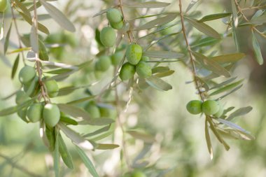 Zeytin Zeytin ağacı dalı. Ayrıntı yakın çekim yeşil zeytin meyve seçici odak ile 