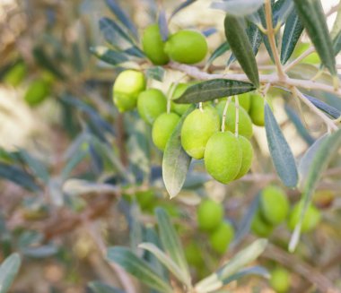 Zeytin hasat için hazır autumn.mediterranean zeytin alandaki zeytin ağacı üzerinde