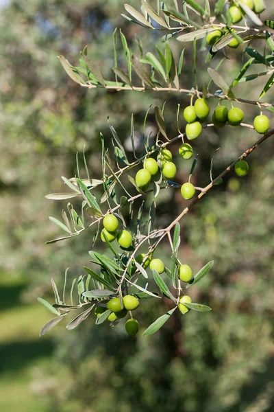 Greek olive grove detail, selective focus