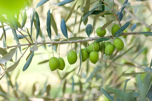 Olive Ramo Ulivo Dettaglio Primo Piano Frutti Oliva Verde Con — Foto Stock