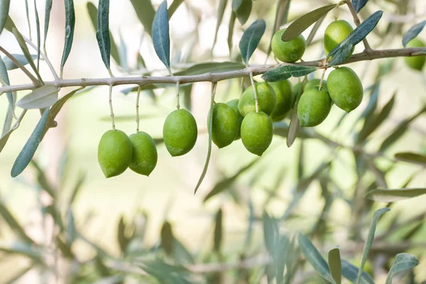 Oliven Hintergrund Selektiver Fokus Oliven Auf Olivenbaum Mit Bokeh — Stockfoto
