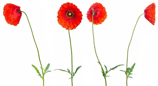 Blühende Rote Mohnblumen Isoliert Auf Weißem Hintergrund Blumenstrauß Sträuße Design — Stockfoto