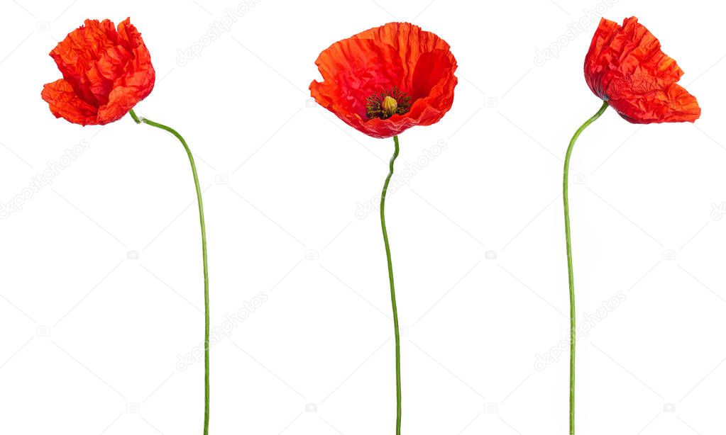 Blooming red poppies Isolated on white background. Floral bouquet bunches design for decor or holiday greetings template.Anzac Day icons of red poppy flowers for 25 April