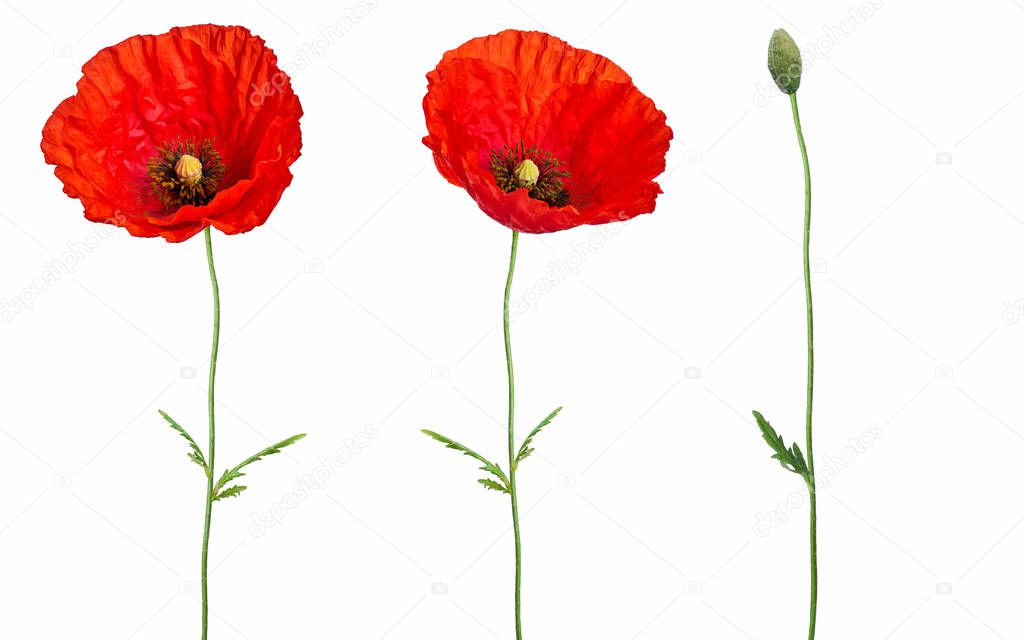 Blooming red poppies Isolated on white background. Floral bouquet bunches design for decor or holiday greetings template.Anzac Day icons of red poppy flowers for 25 April