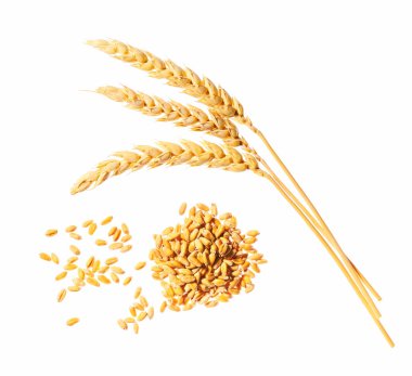 Olgun buğday başakları beyaz arkaplanda izole edilmiş