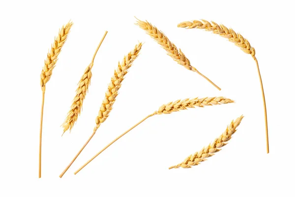 Wheat Ears Isolated White Background Top View Ripe Ears Wheat — Stock Photo, Image