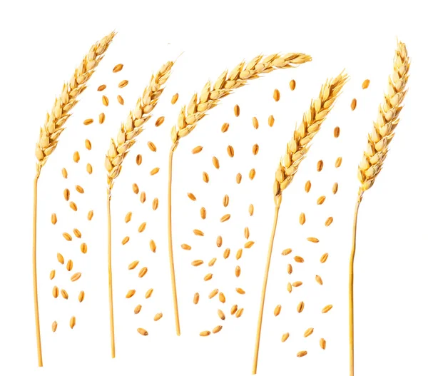 Зерно Вуха Пшениці Ізольовані Білому Тлі Вид Зверху Плоский Шаблон — стокове фото