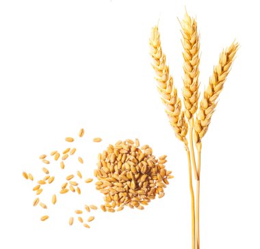 Olgun buğday başakları beyaz arkaplanda izole edilmiş