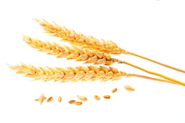 ear of wheat whole or bunch of  stems with grains volumetric spikelet