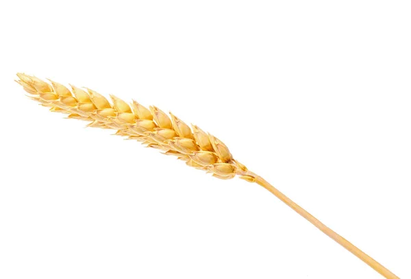 Wheat Ears Isolated White Background Top View Ripe Ears Wheat — Stock Photo, Image