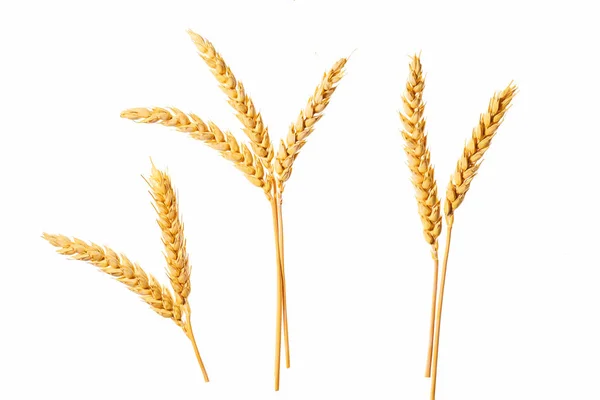 Biologisch Graan Glutenvrij Oren Van Tarwe Geïsoleerd Een Witte Backgroundripe — Stockfoto