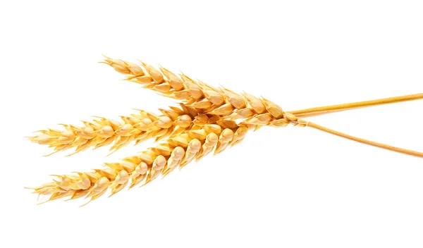 Колоски Пшеничні Вуха Ізольовані Білому Тлі Вид Зверху Довгі Вуха — стокове фото