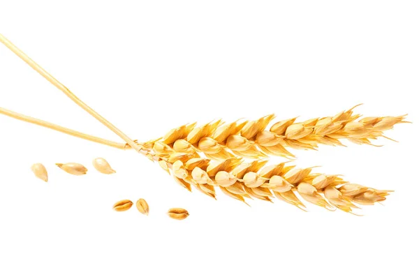 ear of wheat whole or bunch of  stems with grains volumetric spikelet