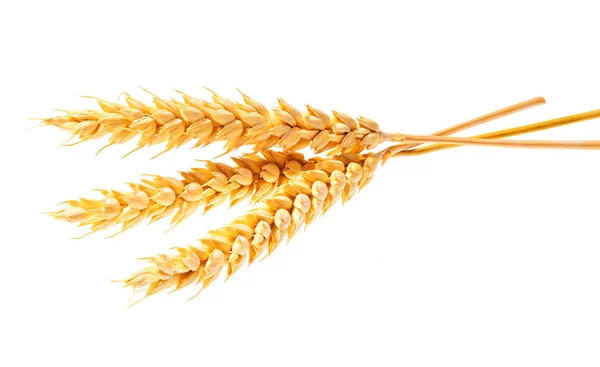 Organic Grain Gluten Free Ears Wheat Isolated White Background — Zdjęcie stockowe