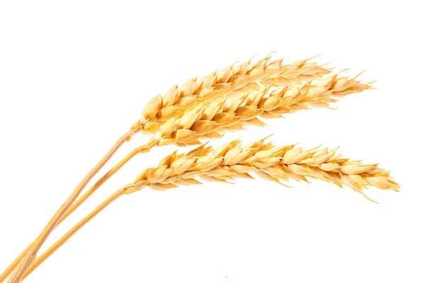 Organic Grain Gluten Free Ears Wheat Isolated White Background — Zdjęcie stockowe