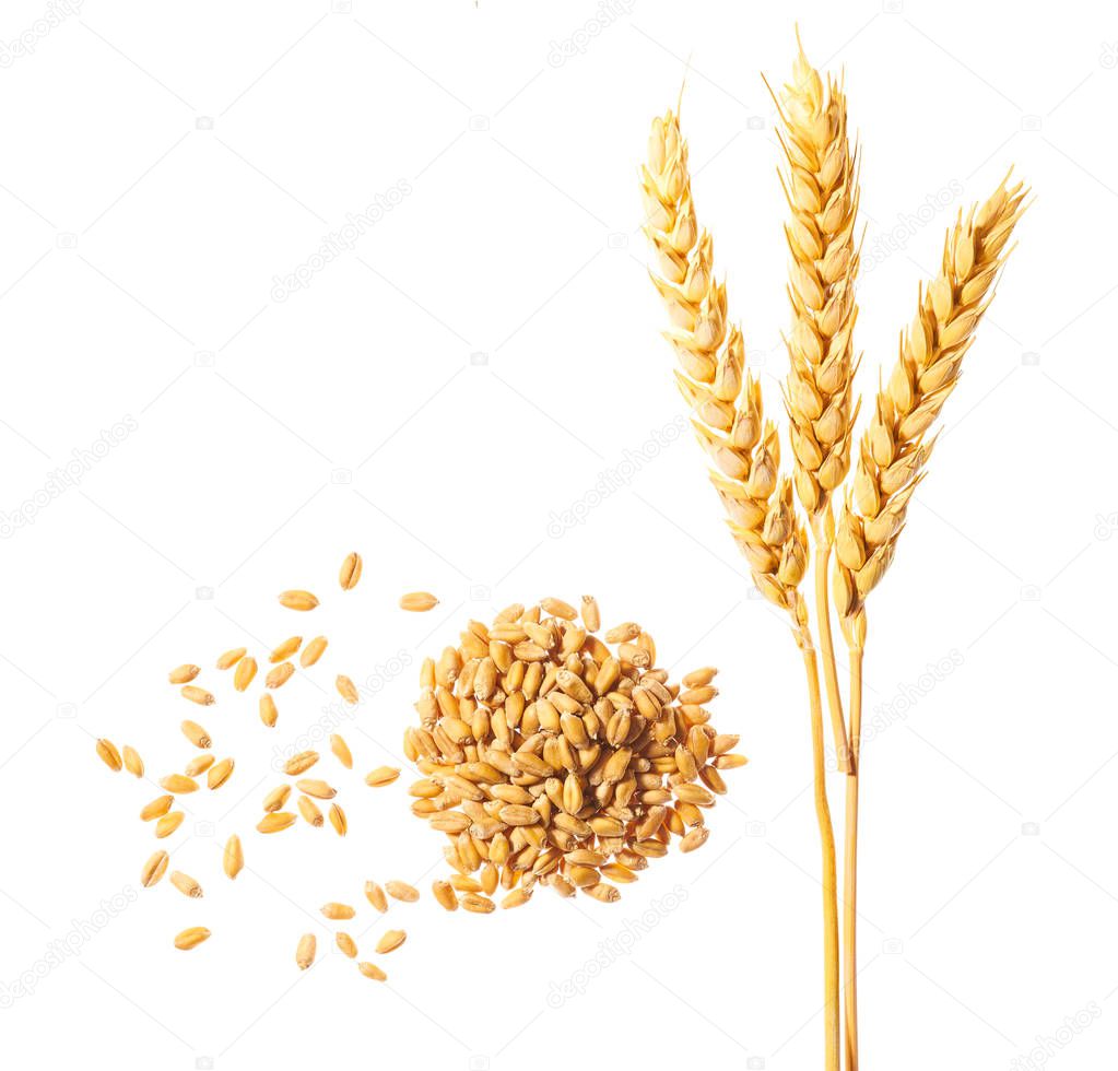 Ripe ears of wheat isolated on white background