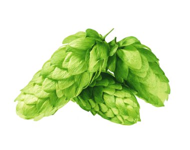 Beyaz arka planda izole edilmiş ambalaj için şerbetçiotu.