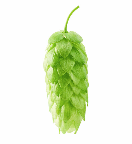 Hop cones  isolated on white background.