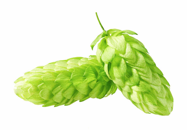 Two hop cones  isolated on white background.