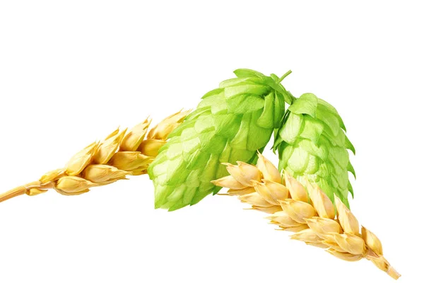 小麦粒のグリーンホップと耳。白いバックグローンで隔離 — ストック写真