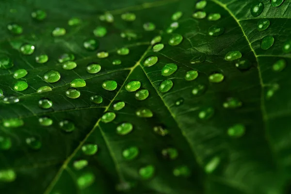 Gotas de água na folha, folha verde com muitas gotas de água — Fotografia de Stock