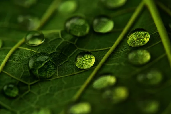 Yeşil yaprak üzerinde şeffaf yağmur suyu damlaları, seçici odak — Stok fotoğraf