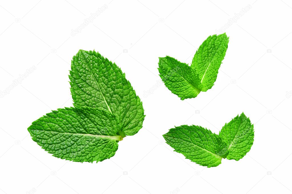Fresh greent leaves isolated on the white background. Mint, pepp