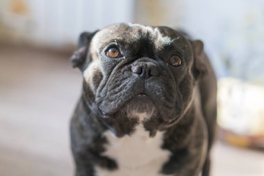 Siyah Fransız buldozer bulanıklık arka plan ile. hüzünlü gözleri ile köpek.