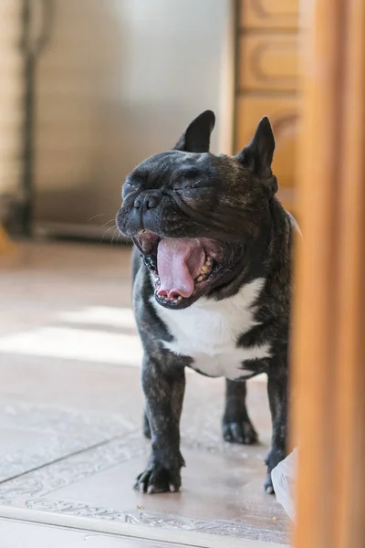 French Bulldog Open Jaws Dog Yawns Sleepy French Bulldog — Stock Photo, Image