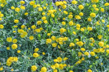 Sarı dandelions alan. bahar, karahindiba Şehir Parkı içinde.