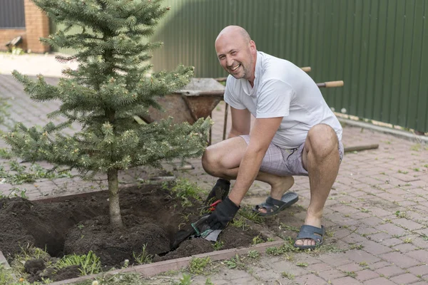 Hombre Está Plantando Árbol Navidad Hombre Plantando Pequeño Árbol Navidad — Foto de Stock