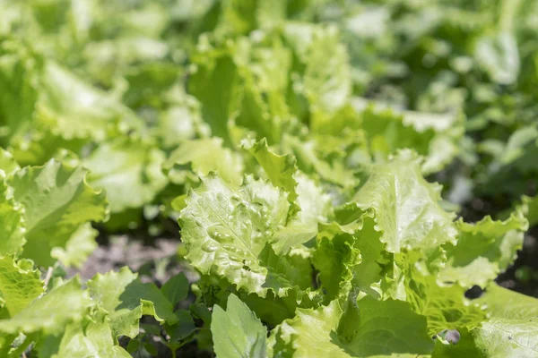 Foglie verde brillante di lattuga sul letto. Foglie fresche di insalata verde sul letto. Primo piano . — Foto Stock