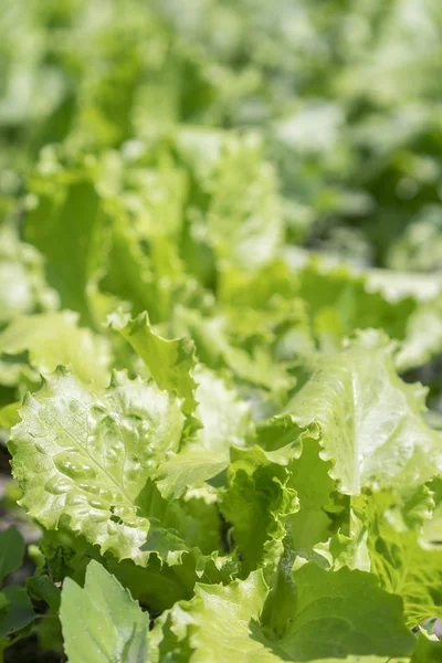 Foglie verde brillante di lattuga sul letto. Foglie fresche di insalata verde sul letto. Primo piano . — Foto Stock