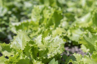 yatakta parlak yeşil yaprak marul. Yatakta taze yaprakları yeşil salata. Yakın çekim