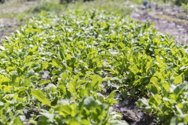 Organik yaprak sebze Bahçe. Roka bitki. Bahçede büyüyen roka.