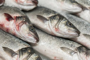 taze soğutulmuş deniz balığı buz üzerinde. Doğal aroması ve doğal görünümünü korumak için erime değil taze buz kalın yatağı üzerinde görüntülenen pazara denizden taze balık.