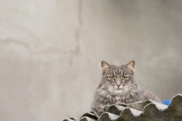 Gray cat on the roof of the house. Big gray cat liesingon the roof of a house from slate.