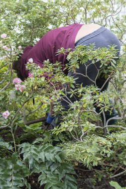 Bahçede çalışan orta yaşlı bir kadın.