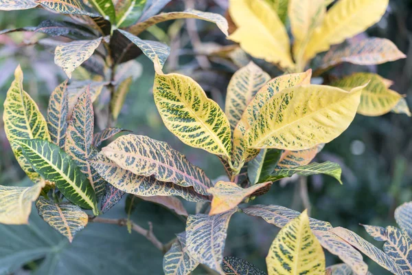 Кротон Большими Желто Зелеными Листьями — стоковое фото