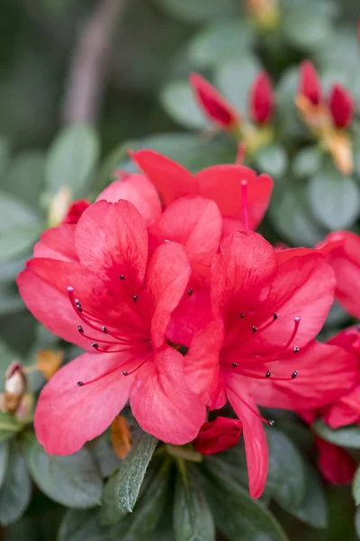 Μεγάλη Κόκκινη Καμέλια Λουλούδια Γκρο Πλαν — Φωτογραφία Αρχείου