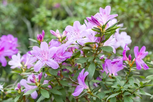 Flores Azalea Flor Con Delicadas Flores Púrpuras —  Fotos de Stock