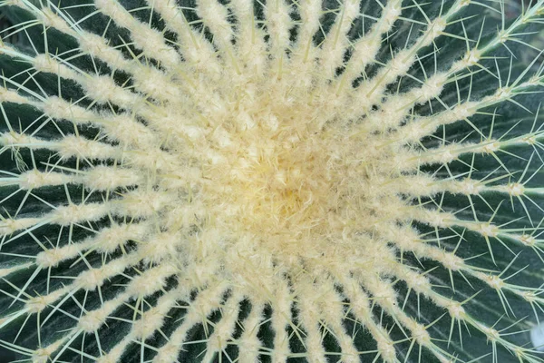 Groene Cactus Met Grote Naalden Close Van Bovenaf Bekijken — Stockfoto